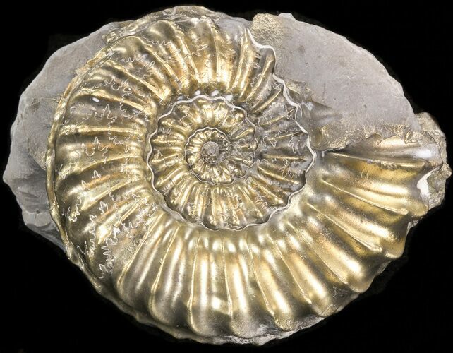 Pyritized Pleuroceras Ammonite - Germany #42730